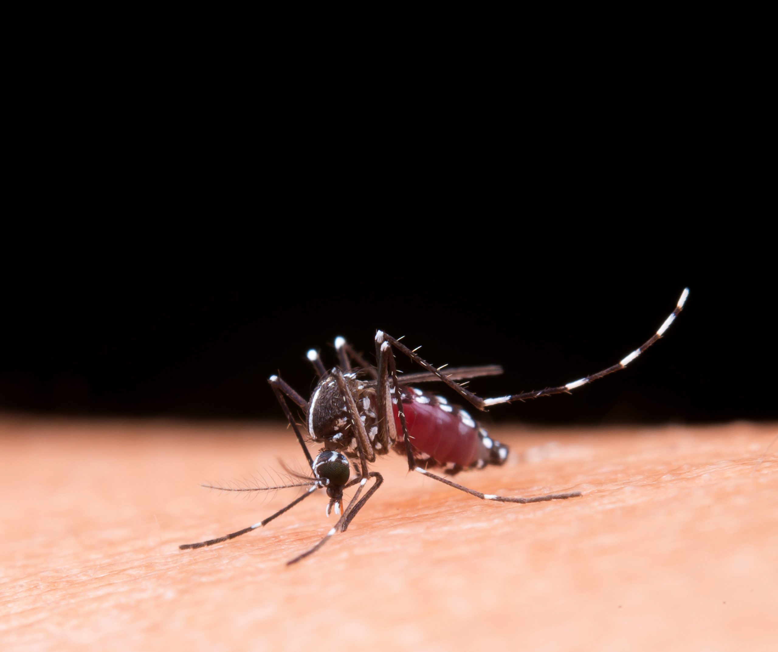 Aumento de casos de dengue do tipo 3 preocupa autoridades de saúde