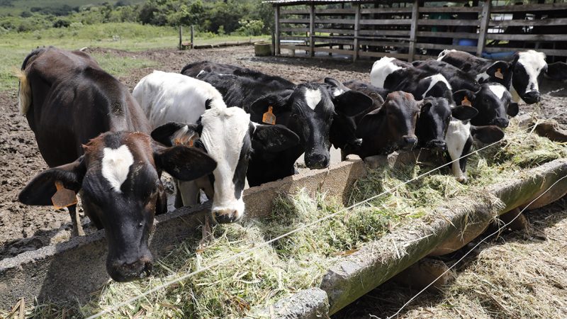 Melhoramento genético de gado impulsiona a produção rural no DF