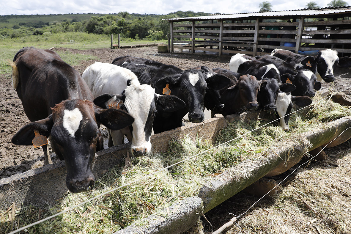 Melhoramento genético de gado impulsiona a produção rural no DF