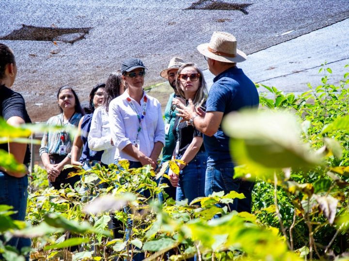 Cultivo na Papuda impulsiona produção de fitoterápicos e ressocialização