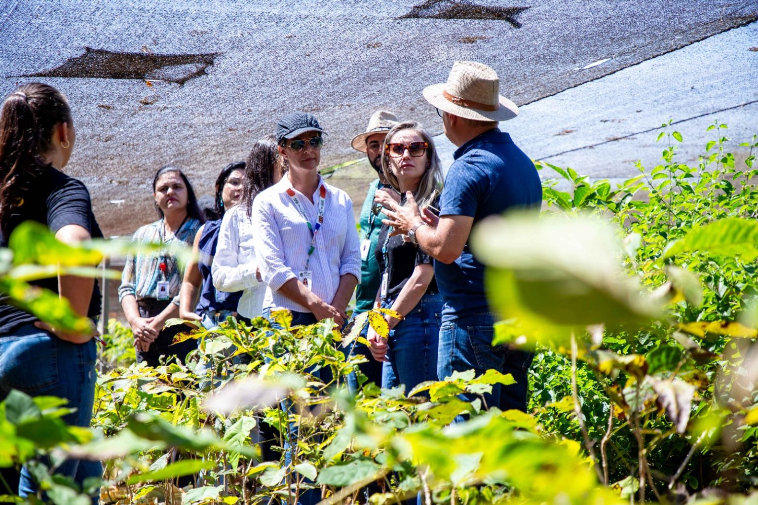 Cultivo na Papuda impulsiona produção de fitoterápicos e ressocialização