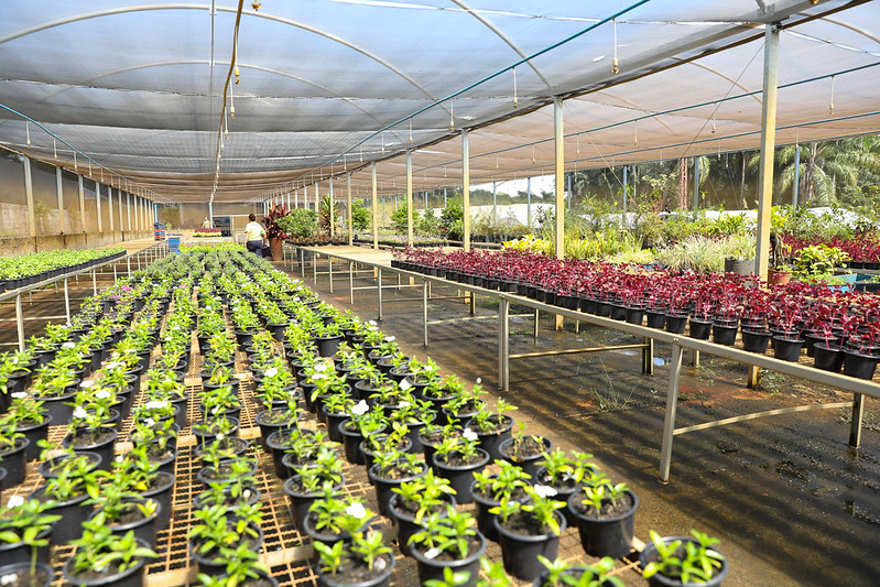 Viveiros da Novacap transformam vidas de reeducandas e embelezam Brasília