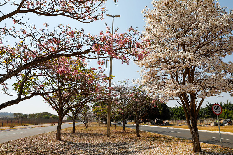 Brasília, oásis verde: Quinta capital mais arborizada do Brasil