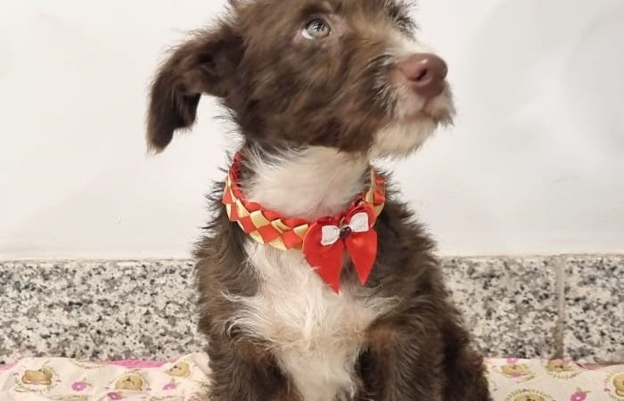 Evento de Adoção e Vacinação Pet agita o Venâncio Shopping neste sábado