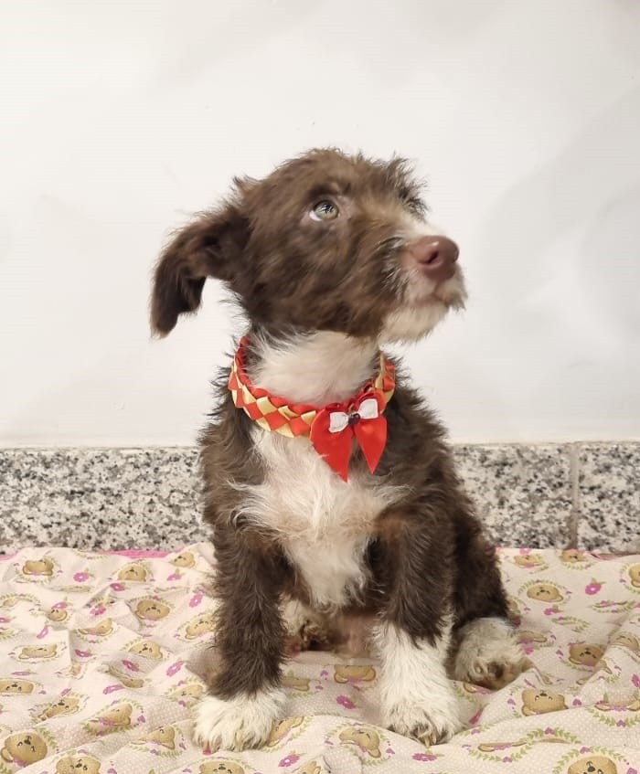 Evento de Adoção e Vacinação Pet agita o Venâncio Shopping neste sábado