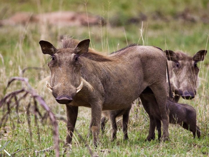 DF torna obrigatória a coleta de sangue de javalis abatidos para controle de doenças