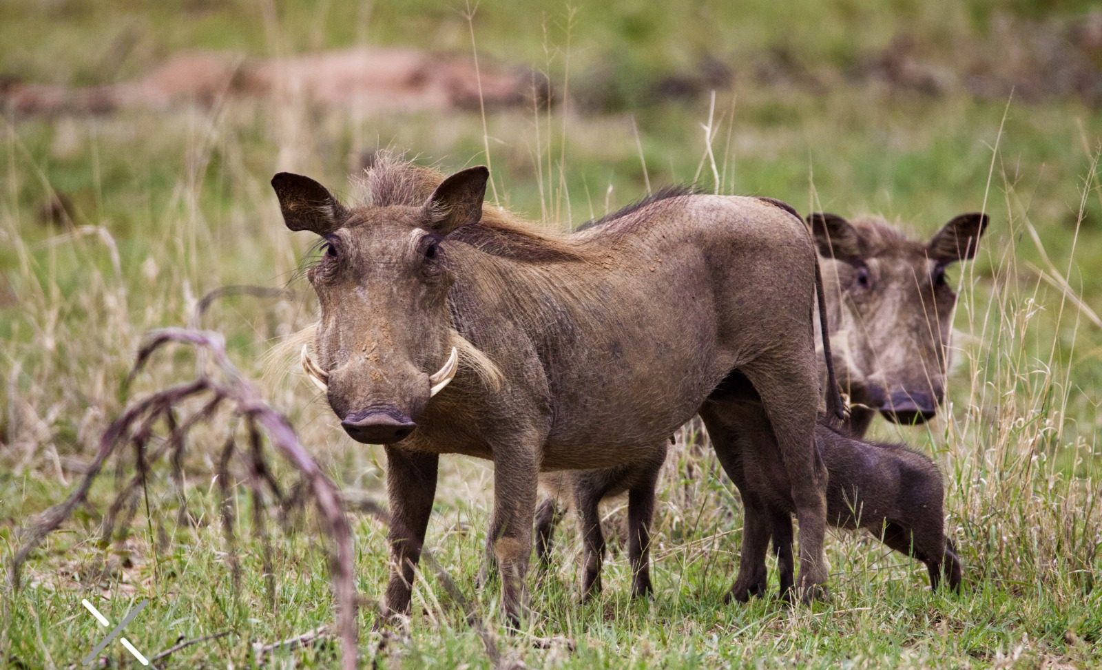 DF torna obrigatória a coleta de sangue de javalis abatidos para controle de doenças