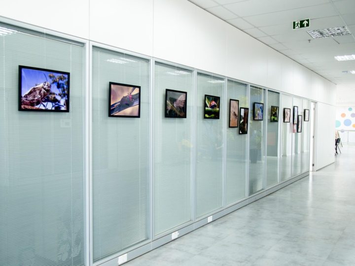 Espaço Qualidade de Vida do GDF recebe exposição ‘Insetos em Macrofotografia’
