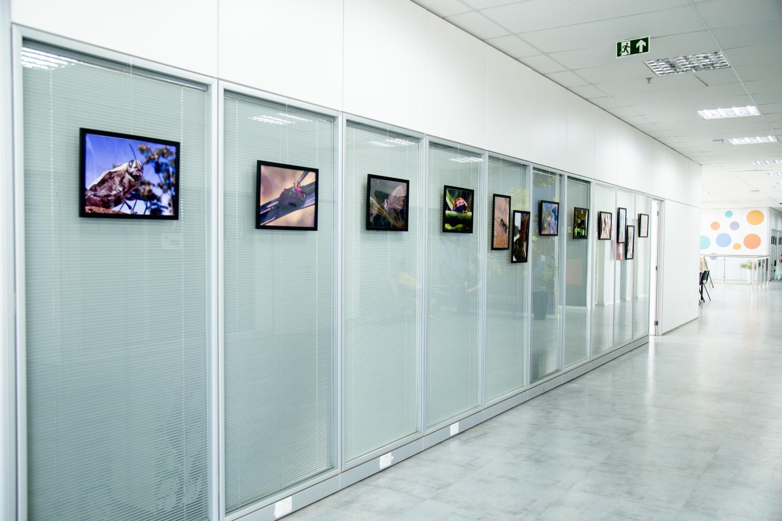 Espaço Qualidade de Vida do GDF recebe exposição ‘Insetos em Macrofotografia’