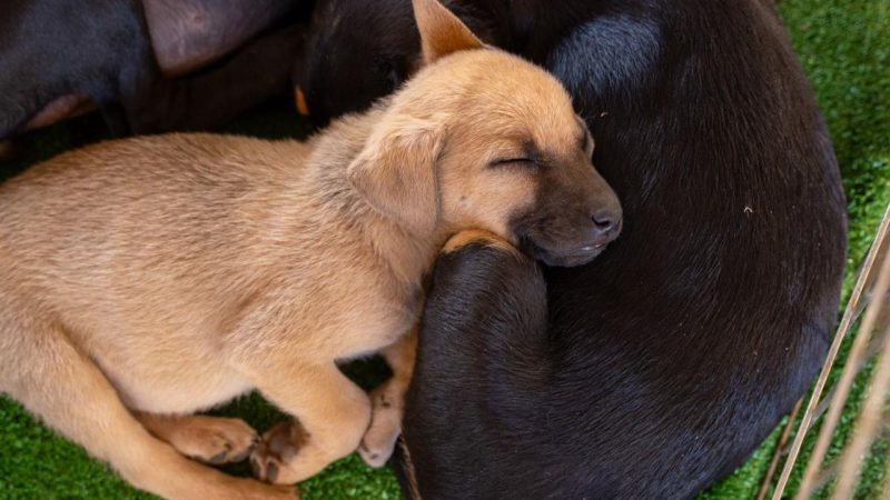 Feira Pet no Palácio do Buriti: Adote um amigo e apoie a posse responsável!