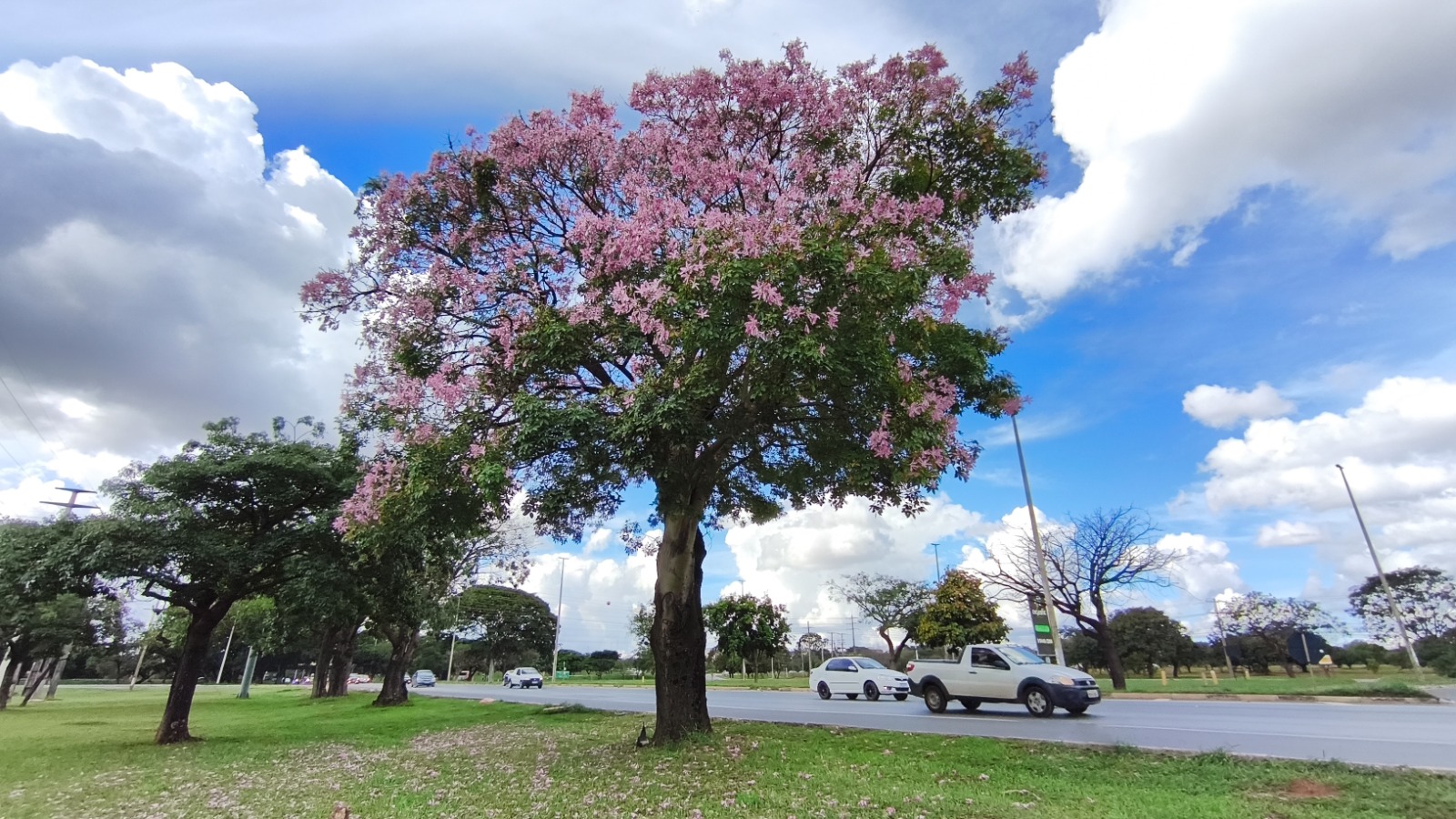 Paineiras em flor transformam a paisagem urbana