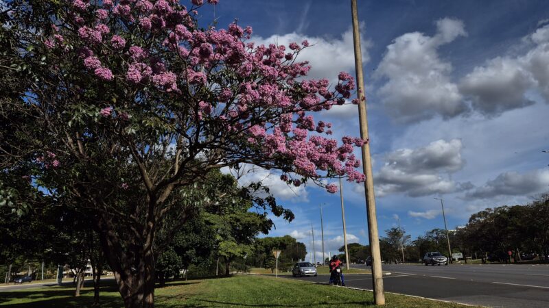Ipês-Roxos anunciam a temporada de cores em Brasília!