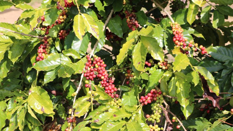AgroBrasília 2025 Sedia 1º Encontro da Cafeicultura do DF