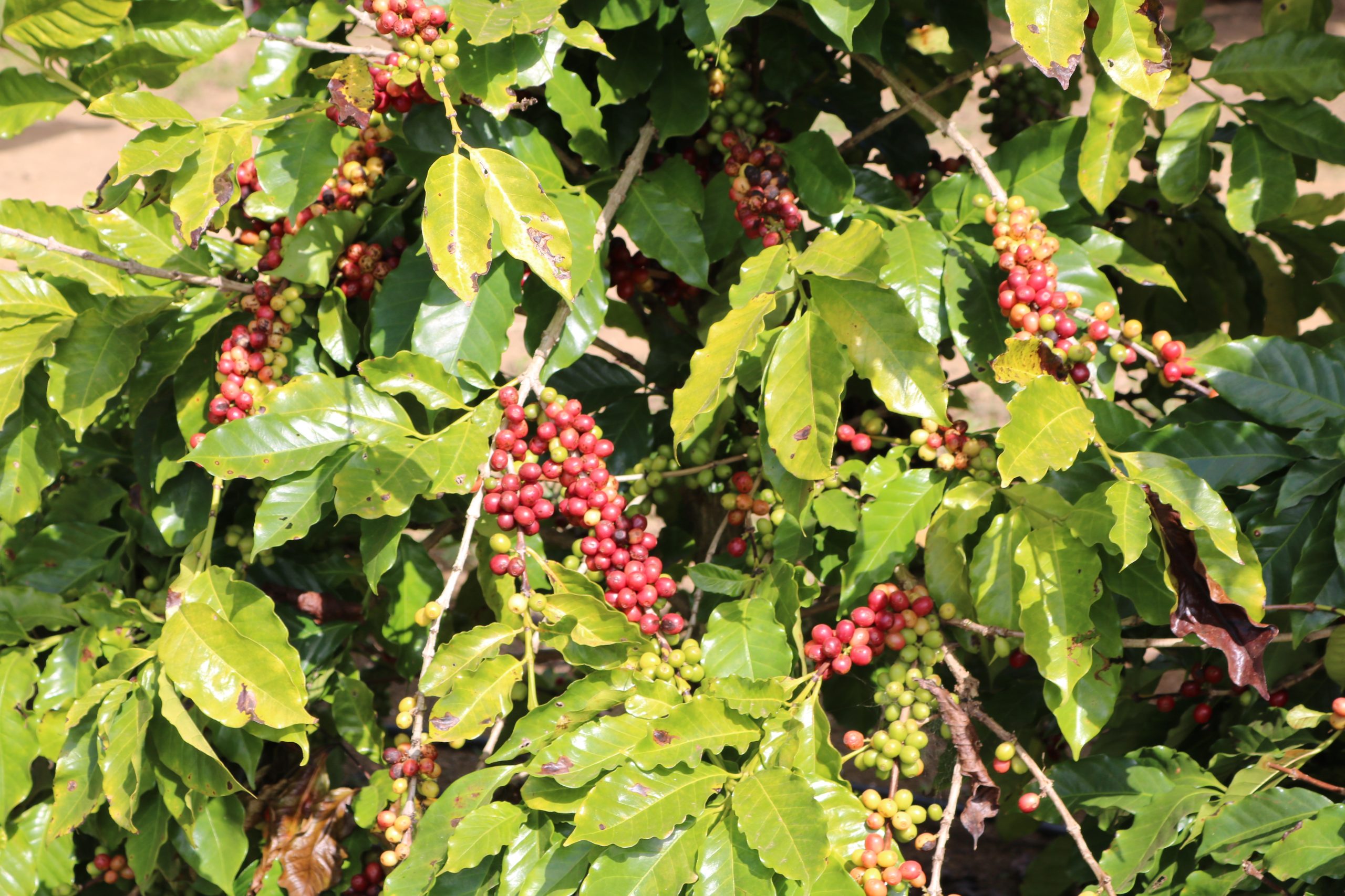 AgroBrasília 2025 Sedia 1º Encontro da Cafeicultura do DF