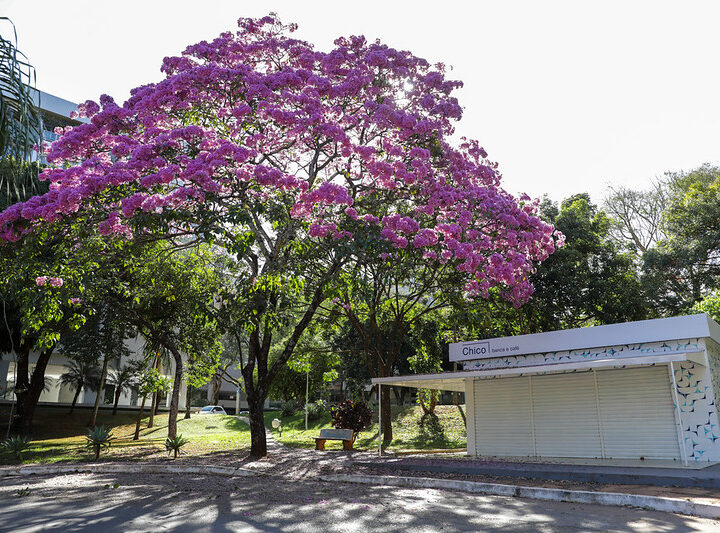 Ipê-Roxo anuncia a chegada da temporada de cores no DF