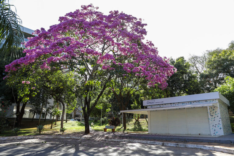 Primeiros da espécie a florescer, os ipês-roxos podem atingir 15 metros de altura e 50 anos de vida | Fotos: Geovana Albuquerque/Agência Brasília