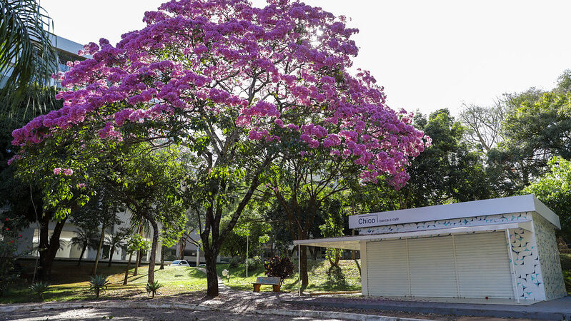 Ipê-Roxo anuncia a chegada da temporada de cores no DF