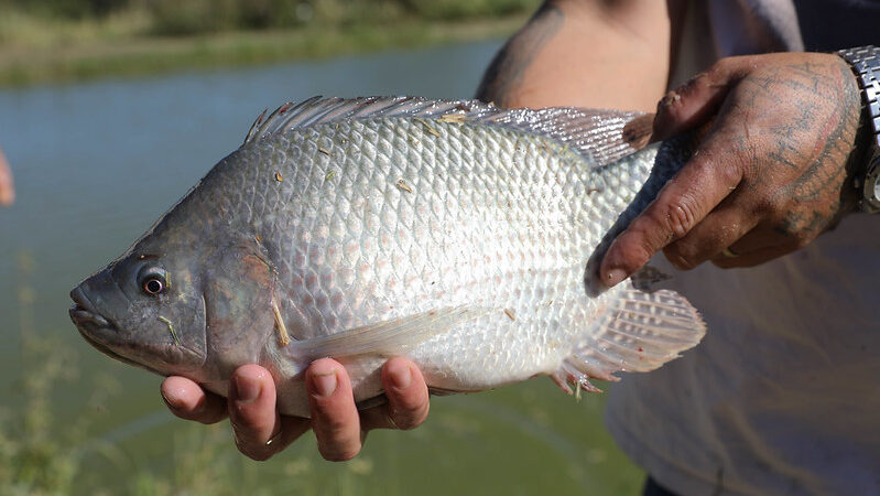 Mais de 2 milhões de quilos de pescado produzidos