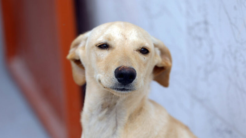 Novo abrigo público traz esperança e lar para animais de rua