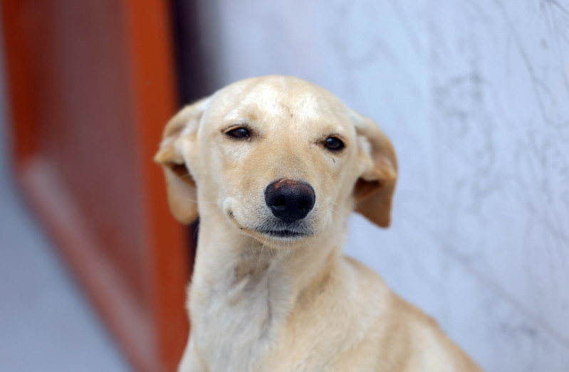 Novo abrigo público traz esperança e lar para animais de rua