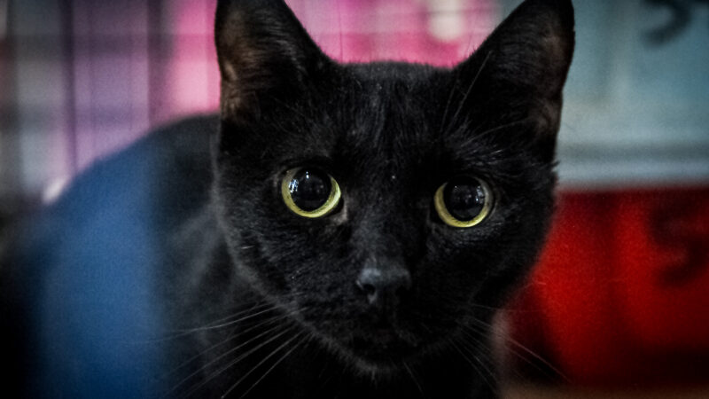 DF vai mapear atuação de voluntários e entidades na proteção de cães e gatos