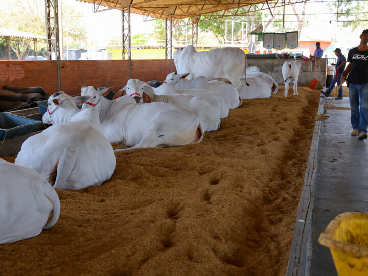 Maior feira agropecuária do DF retorna em agosto com entrada gratuita