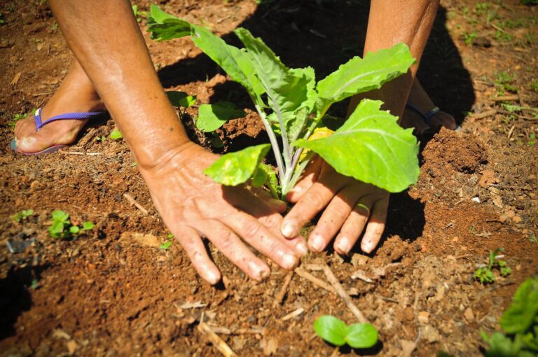 Além da implantação da horta comunitária, a programação inclui oficinas, ações educativas e atividades culturais | Foto: Divulgação/Administração de Ceilândia