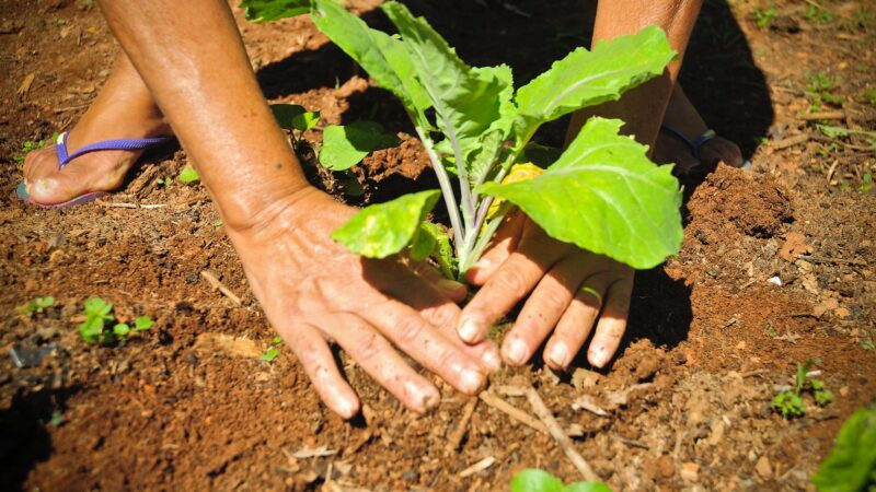 Semana do Meio Ambiente começa com criação de horta comunitária em Ceilândia