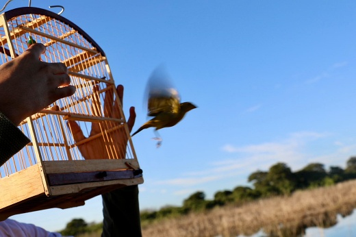 Brasília Ambiental explica renovação de licença para criadores de pássaros
