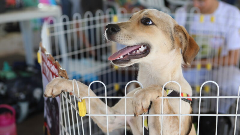 Caravana de Proteção Animal chega ao Eixão do Lazer