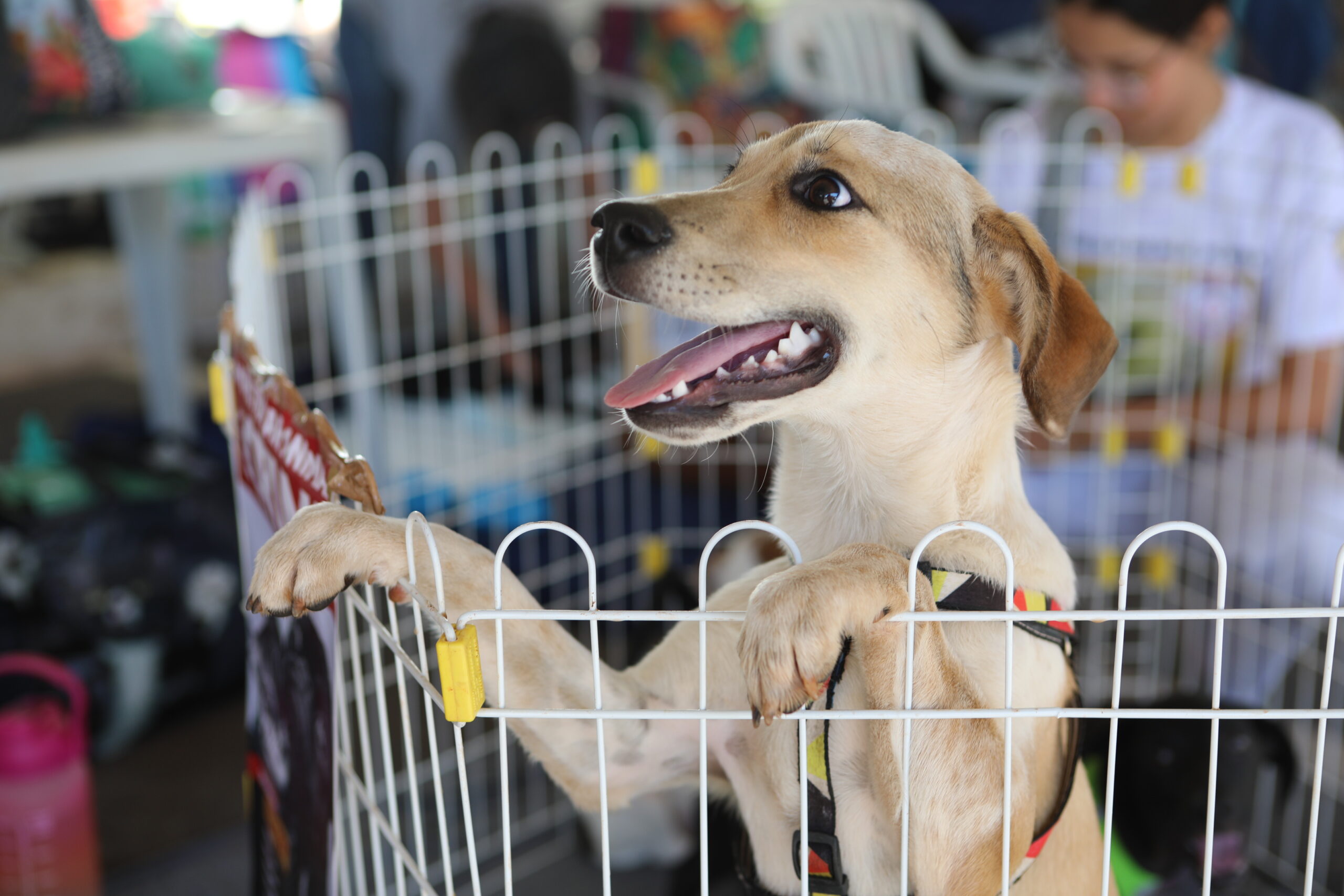 Caravana de Proteção Animal chega ao Eixão do Lazer