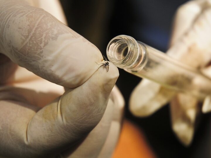 Nova tecnologia com “mosquitos do bem” chega para combater a doença