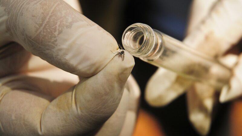 Nova tecnologia com “mosquitos do bem” chega para combater a doença