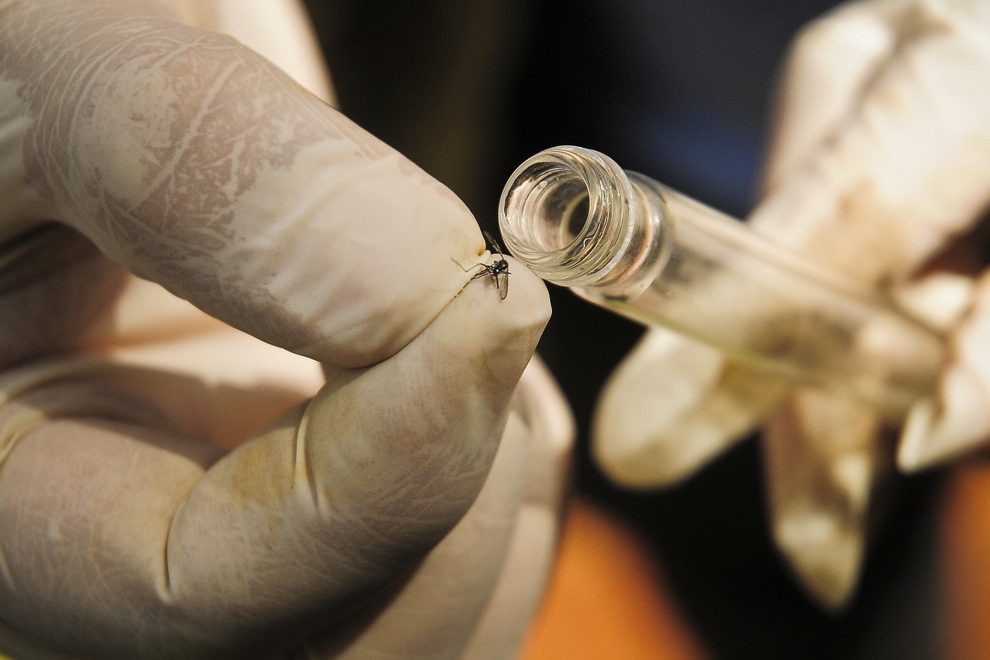 Nova tecnologia com “mosquitos do bem” chega para combater a doença