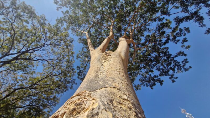 Conheça o angico-farinha: a árvore que deixa Brasília mais verde