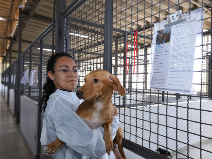 Vacinação de pets e prevenção de zoonoses ganham destaque