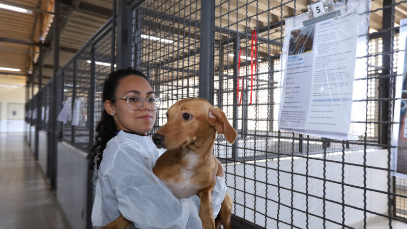 Vacinação de pets e prevenção de zoonoses ganham destaque