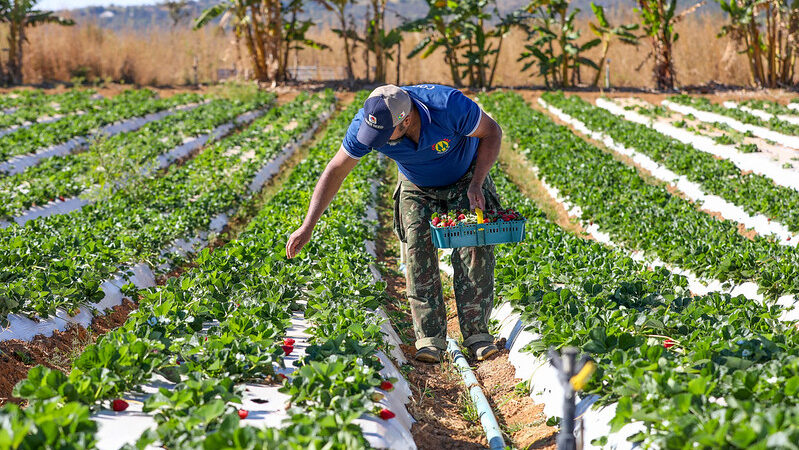 Com produção aquecida, começa a safra do morangos no Distrito Federal