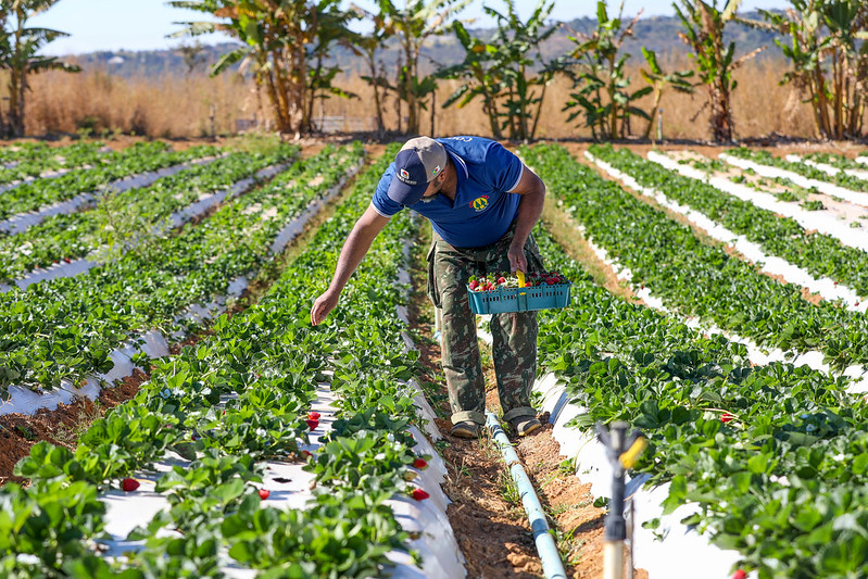 Com produção aquecida, começa a safra do morangos no Distrito Federal