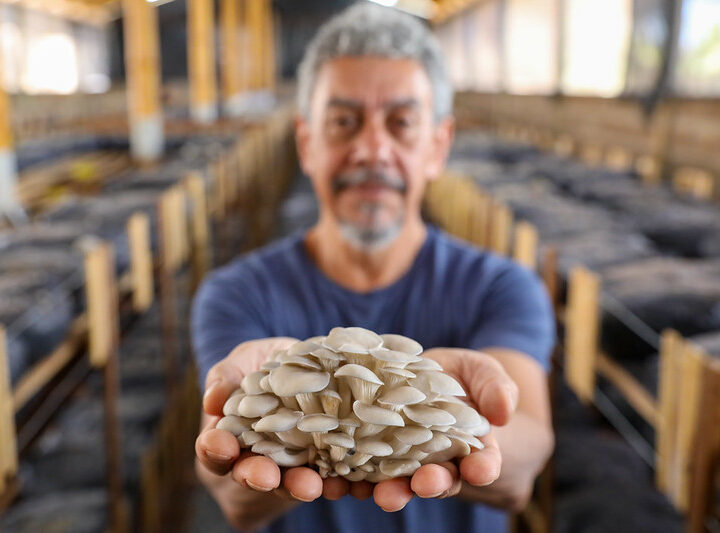 Produção de cogumelos dispara com 50% de crescimento