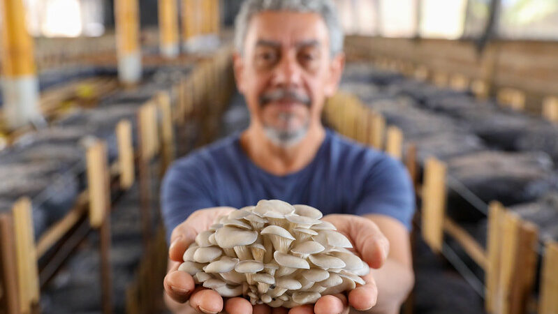 Produção de cogumelos dispara com 50% de crescimento