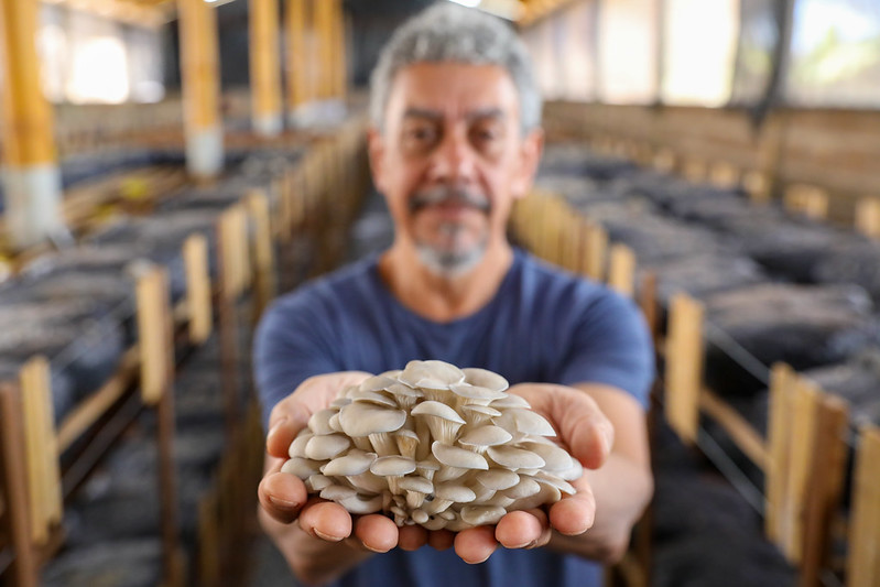 Produção de cogumelos dispara com 50% de crescimento