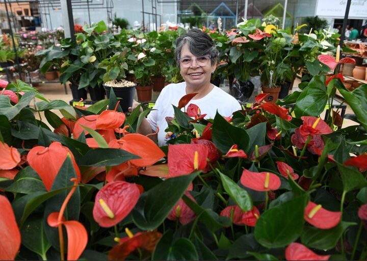 Mais de 50 idosos florescem em oficina de jardinagem no DF!