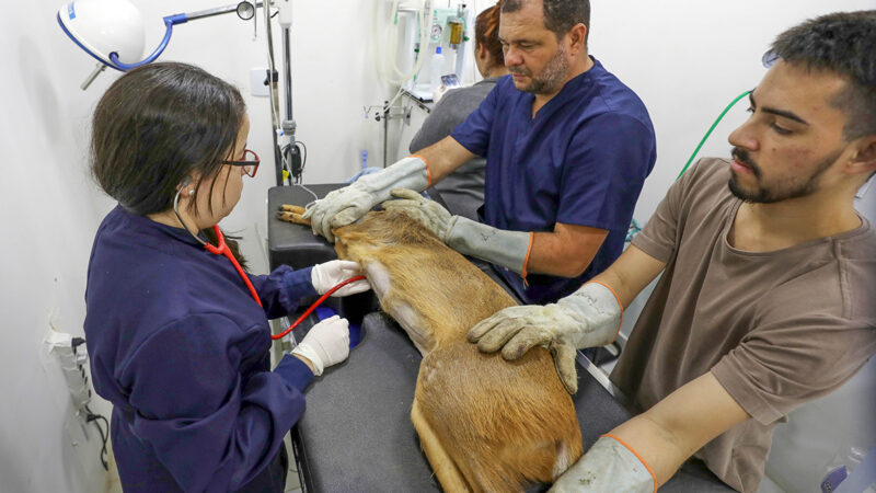 Mais de 65% dos animais silvestres resgatados voltam para a natureza