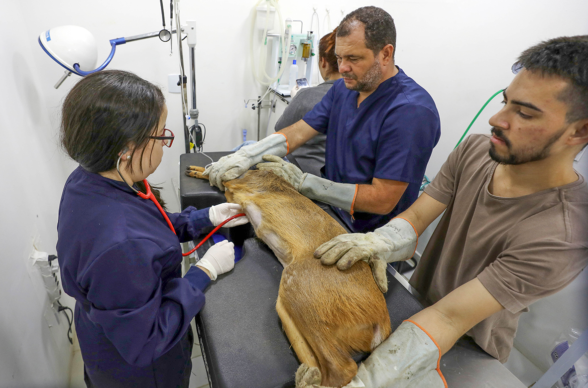 Mais de 65% dos animais silvestres resgatados voltam para a natureza