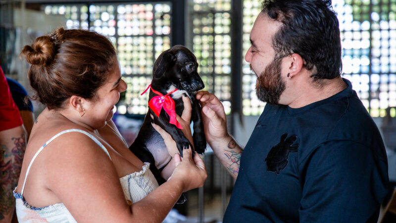 Mais da metade dos domicílios do DF tem animal de estimação!