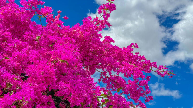 Bougainvilleas transformam ruas em um espetáculo de cores