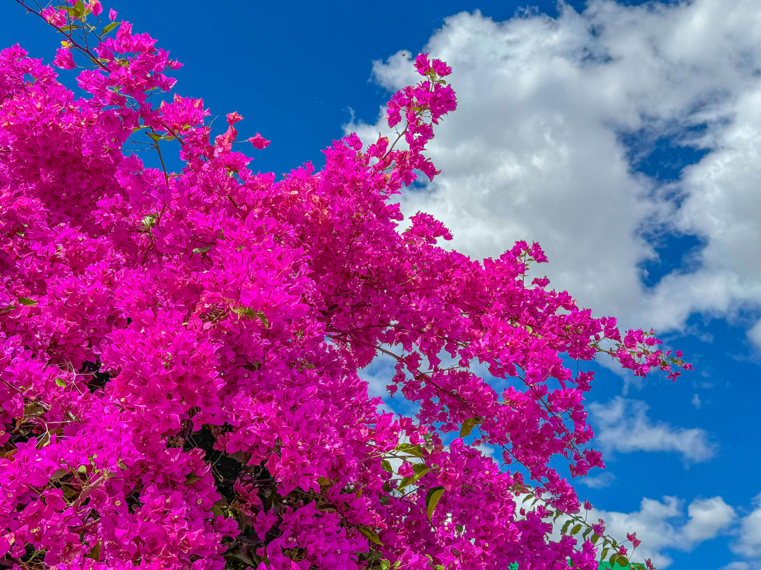 Bougainvilleas transformam ruas em um espetáculo de cores