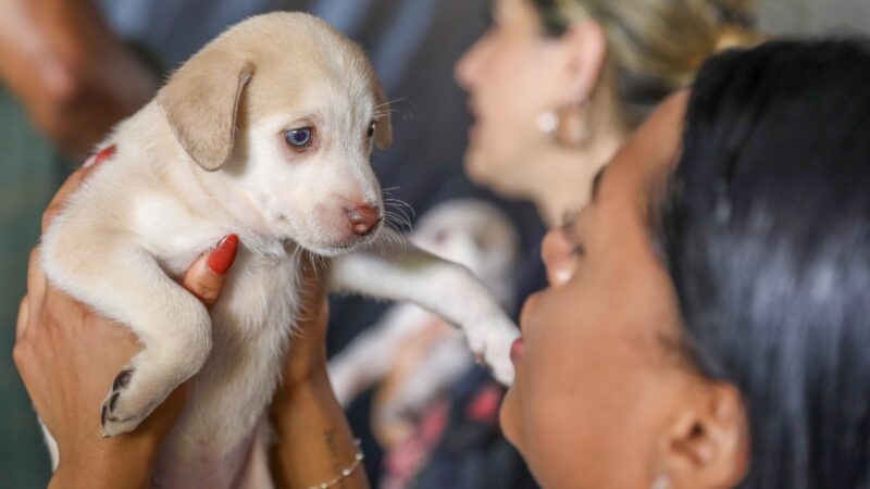 “Cadastro Mais Protetor” Mapeamento essencial para cães e gatos