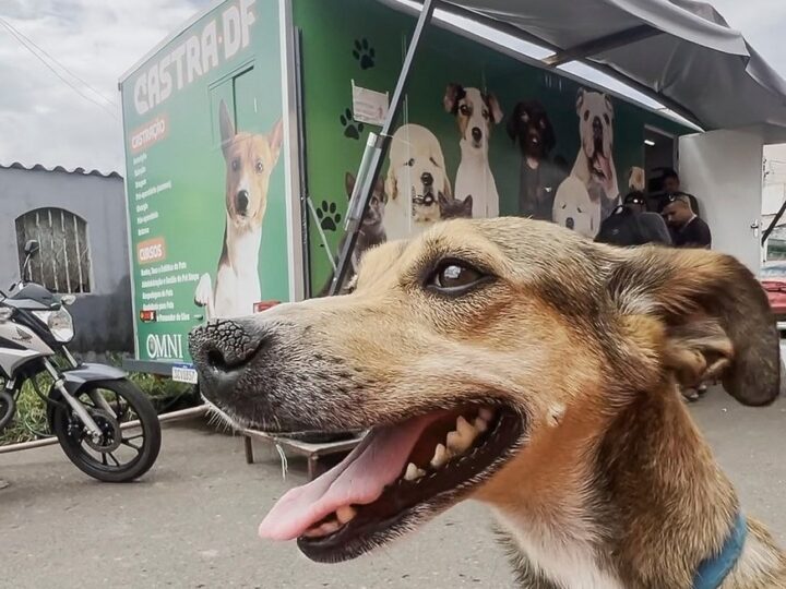 Novo agendamento para castração gratuita para cães e gatos